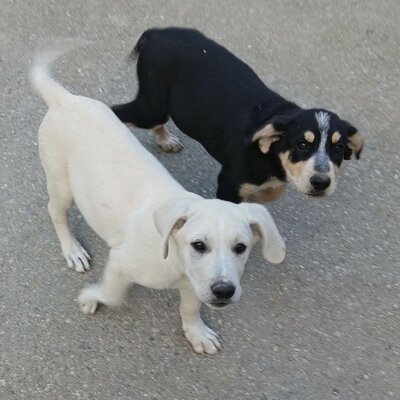 Hundewelpen - Bild1